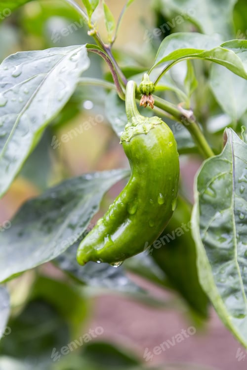 Preview: Growing Fresh Organic Green Paprika With Raindrops In The Vegetable Garden.