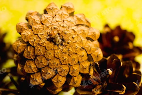 Preview: Pine Cone On A Holiday Background.