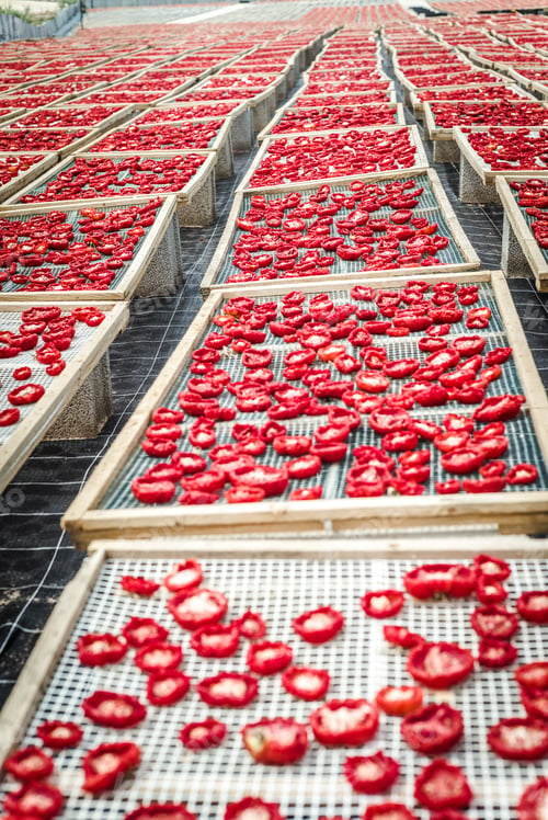 Preview: Delicious Pachino Tomatoes Drying At The Sun In A Huge Production In Sicly
