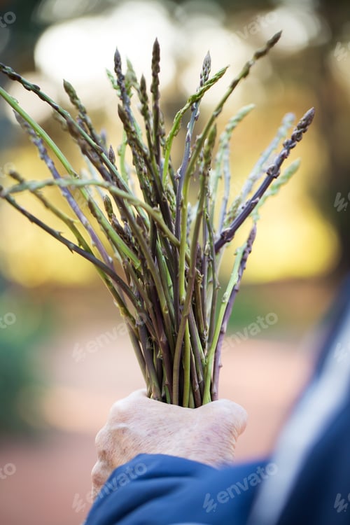 Preview: Bunch Of Fresh Raw Wild Asparagus From The Countryside