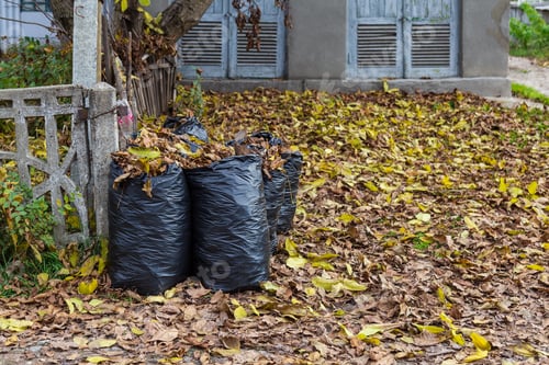 Preview: Black Plastic Trash Bags. Removal Of Fallen Leaves In The Fall. Compost Production