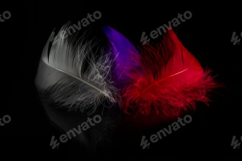 Preview: Close-Up View Of Three Colored Feathers On Black Background