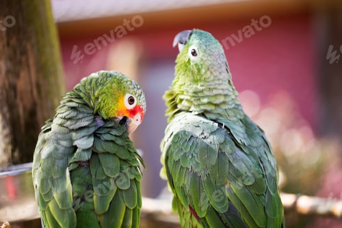 Preview: Parrot Portrait Of Bird. Wildlife Scene From Tropic Nature.