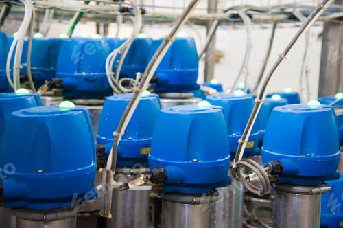 Preview: Industrial Production Of Hard Cheeses. Cheese Is Very Tasty And Healthy Product