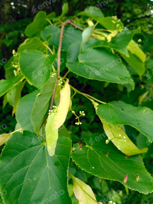 Preview: Large-Leaved Lichen, Tilia Platyphyllos Scop. (Tilia Platyphyllos Scop.) Is A Stony Tree Reaching A