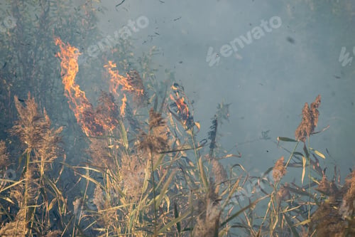 Preview: Peatland Fires Raging In Early Autumn