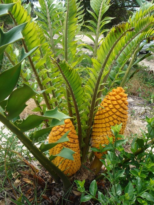 Preview: Yellow Fruit Plant At Kruger Park, South Africa