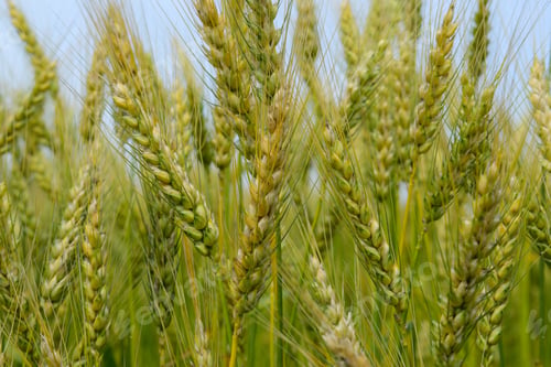 Preview: Ripening Rye On The Field In Early Summer