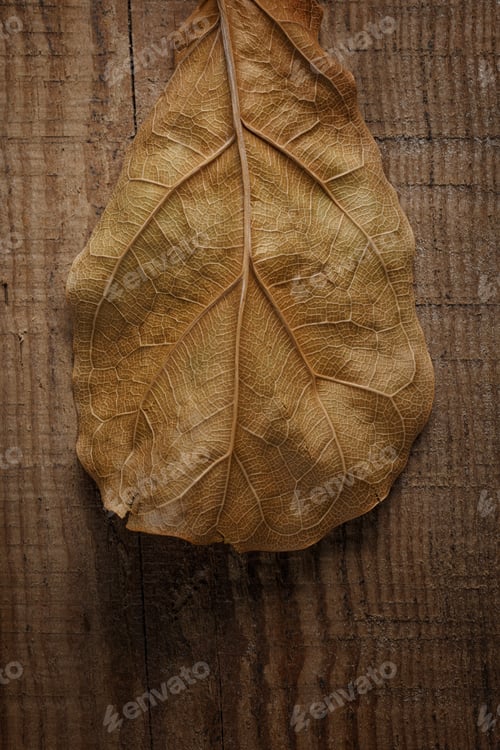 Preview: Dry Leaves On Wooden Background