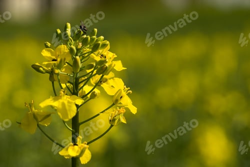 Preview: Rapeseed (Brassica Napus) Is A Crop Grown For Oilseeds, Used Mainly To Produce Oil.