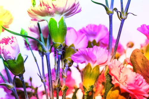 Preview: Arrangement Of Beautiful Pink Divine Flowers Blooming In Spring, Arranged In Vase. Orange Blossoms