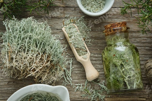 Preview: Creative Still Life of Reindeer Moss and Herbs