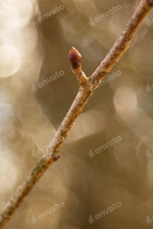 Spring Twig Budding Buds Leaves Flowers Spring Nature Background.