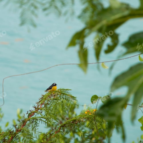 Preview: Bananaquit (Coereba Flaveola) Bird Sitting On A Evergreen Tree Branch, Antigua (Caribbean)