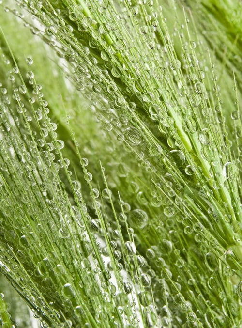 Preview: Close-Up Of Dew Drops On Green Grass Spikelet