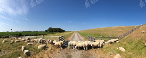 Preview: Panorama From Sheeps Next To A Dike In The North Of Friesland The Netherlands