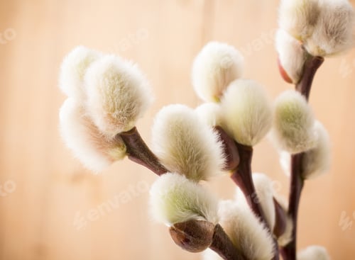Preview: Large Soft Easter Catkins.