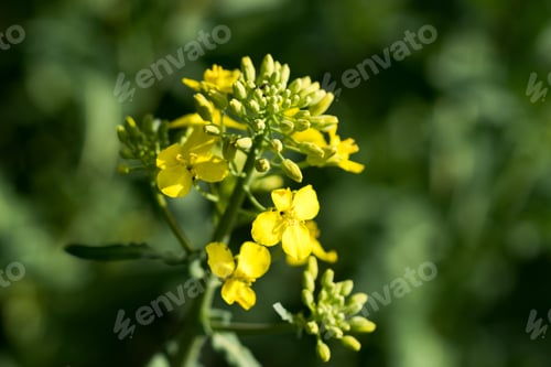 Preview: Rapeseed (Brassica Napus) Is A Crop Grown For Oilseeds, Used Mainly To Produce Oil.