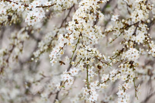 Preview: Garden Trees Bloom In Early Spring.