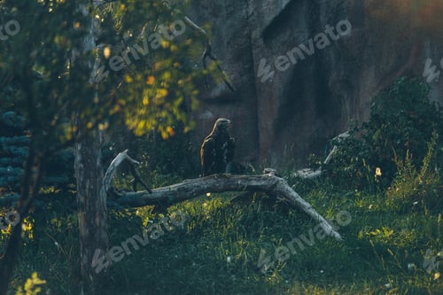 Preview: An Eagle Sits On A Tree In A Zoo In Izhevsk In Russia In The Evening