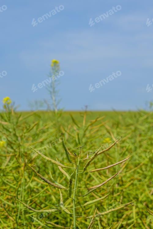 Preview: Ripening Canola On The Field In Early Summer