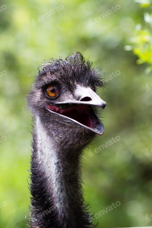 Preview: Young Emu Bird Gazing At The Camera.