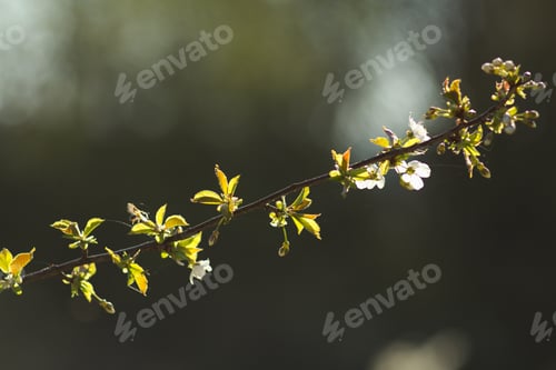 Preview: Cherry Blossom, Cherry Blossoming Twig, Spring Fruit Background.