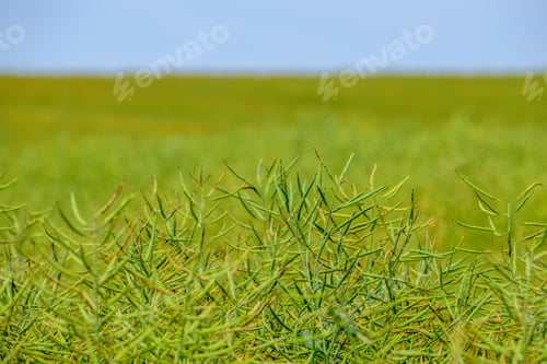 Preview: Ripening Canola On The Field In Early Summer