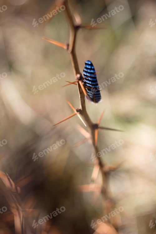 Preview: Bird Feather, Jay Feather On Thorns, Spring Colors And Background.