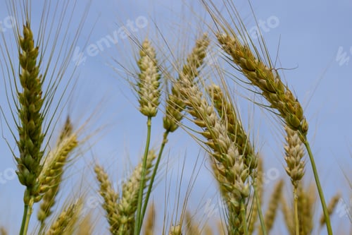 Preview: Ripening Rye On The Field In Early Summer