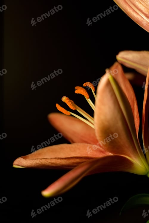 Preview: Orange Lily
