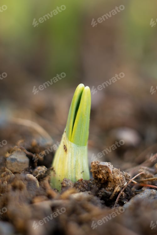 Preview: Small Sprouts Seed Plant Flower, Small Growing Tulip In Spring.