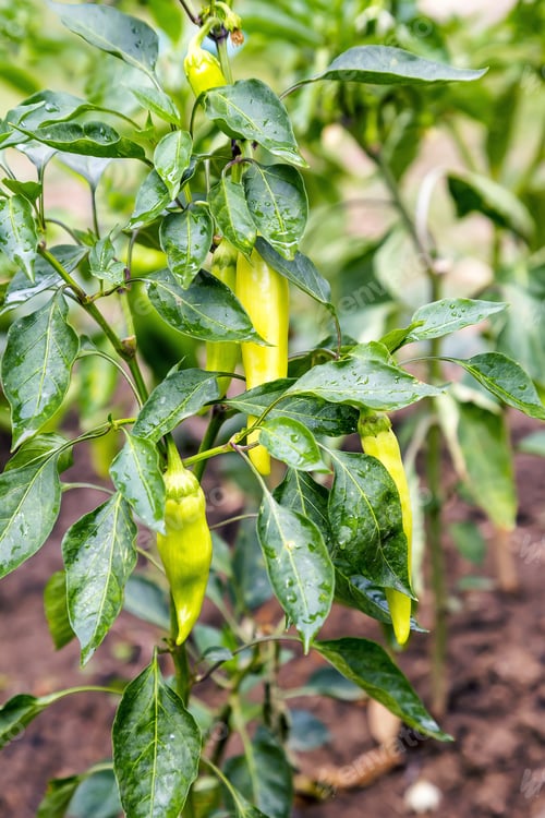 Preview: Growing Fresh Organic Green Paprikas With Raindrops In The Vegetable Garden.
