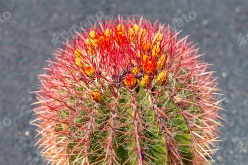 Preview: Cactus At Cactus Garden (Jardin De Cactus), Situated In The Village Of Guatiza On The Island Of