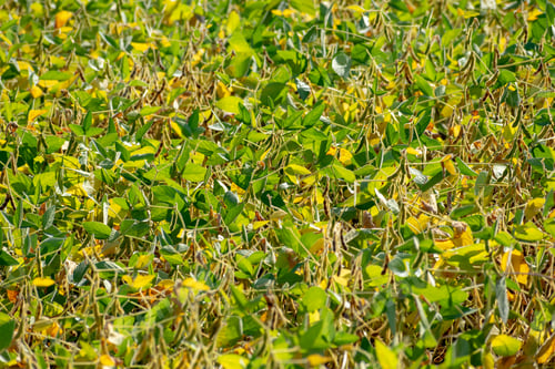 Preview: Soyben Field Almost Ripened For Harvesting