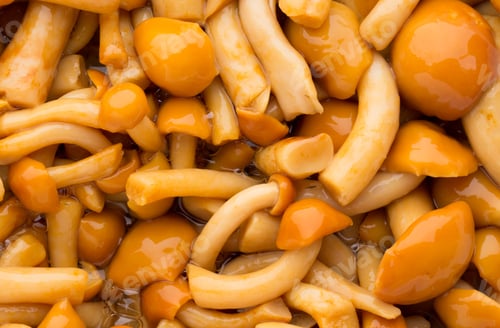 Preview: Shimeji Mushrooms Brown Fumgi Varieties Background.