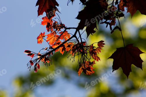 Preview: Colorful Maple Leaves