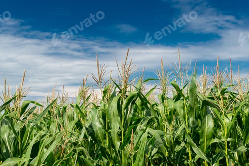 Preview: Green Corn Growing On The Field On A Sunny Day