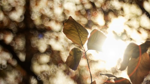 Vorschau: Beech Tree, Beech Spring Twig With Fresh Leaves, Game Of Reflections And Lights, Spring Natural