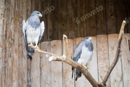 Preview: Chilean Blue Eagle - Geranoaetus Melanoleucus.