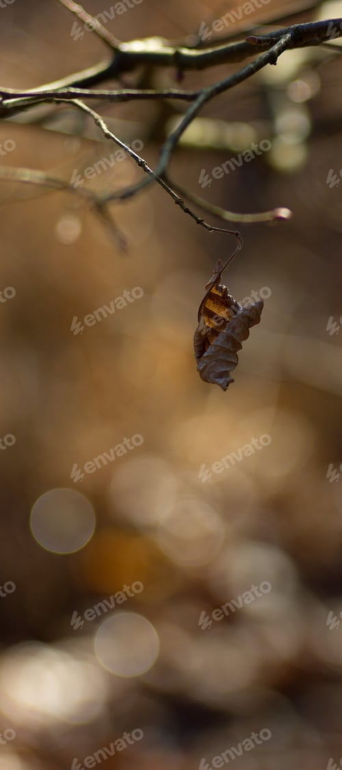 Preview: A Dry Brown Leaf On A Twig, Brown Natural Background.