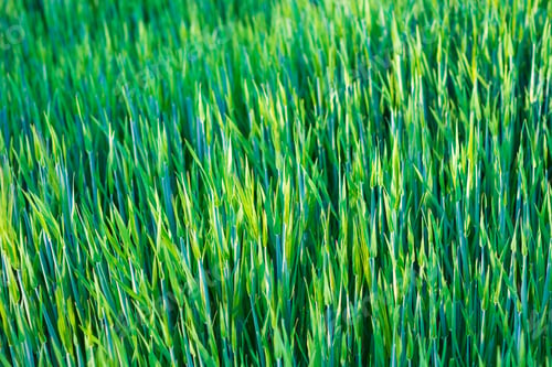 Preview: Green Young Rye Background