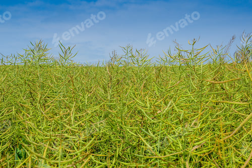 Preview: Ripening Canola On The Field In Early Summer