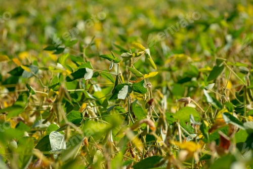 Preview: Soyben Field Almost Ripened For Harvesting