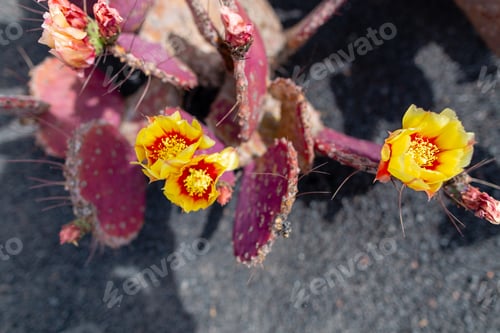 Preview: Cactus At Cactus Garden (Jardin De Cactus), Situated In The Village Of Guatiza On The Island Of
