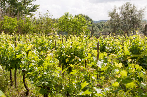 Preview: Small Vivid Vineyard In The Countryside