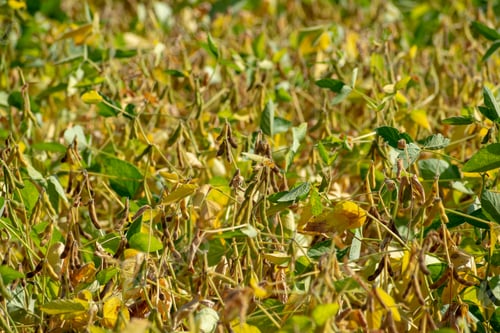Preview: Soyben Field Almost Ripened For Harvesting