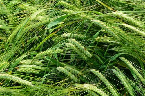 Preview: Ripening Barley On The Field In Early Summer