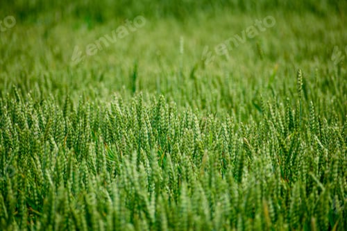 Preview: Green Wheat Growing On The Field In Early Summer