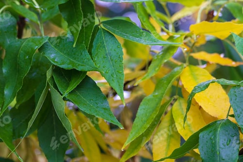 Preview: Yellowing Tree Leaves In Autumn, Toned